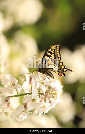 A single Swallowtail butterfly, Papilio machaon feeding on nectar. Strumpshaw Fen, Norfolk, Britain. Summer 2019. Stock Photo