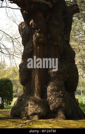 Ancient Sweet Chestnut trees, Castanea sativa, borders the woodland path at Warley Place Nature Reserve, near Brentwood, Essex, UK. Stock Photo