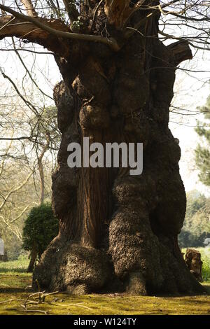 Ancient Sweet Chestnut trees, Castanea sativa, borders the woodland path at Warley Place Nature Reserve, near Brentwood, Essex, UK. Stock Photo