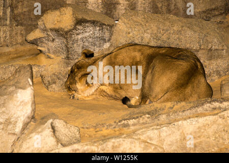 Asiatic Lion (Panthera leo) Stock Photo