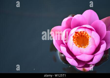 Macro details of Japanese Pink Lotus flower in pond Stock Photo