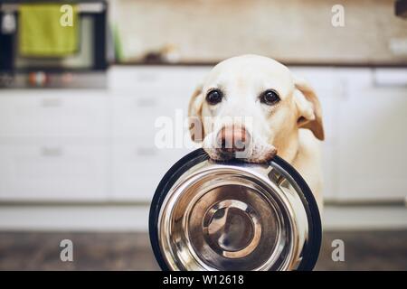 Hungry dog with sad eyes is waiting for feeding in home kitchen. Adorable yellow labrador retriever is holding dog bowl in his mouth. Stock Photo