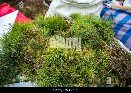 Hedge of thuja trees, close up. planting of cedar seedlings Stock Photo