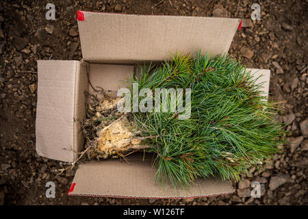 Hedge of thuja trees, close up. planting of cedar seedlings Stock Photo