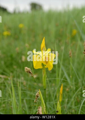 Iris large yellow flower on the background of green swamp Stock Photo