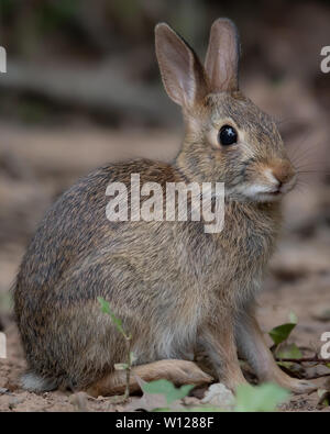 Wild baby bunny rabbit close-up Stock Photo