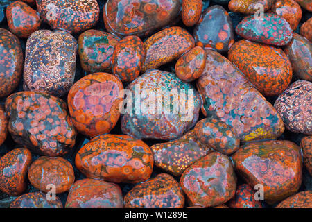 Orbital Poppy Jasper, Rialto Beach, Olympic National Park Stock Photo