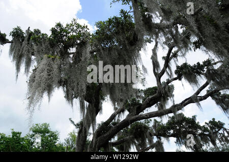 Spanish Moss hanging from a tree in a southern swamp Stock Photo