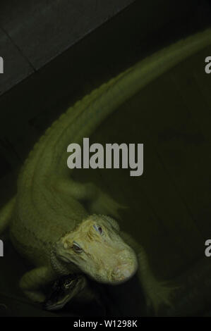 Albino Crocodile Stock Photo