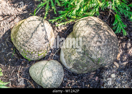 Three different sizes of stone acorns, nuts Stock Photo