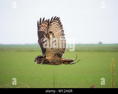 Eurasian Eagle Owl in flight over meadow Stock Photo