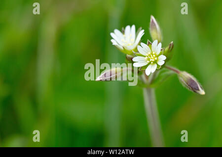 Common Mouse-ear Chickweed (cerastium fontanum), close up of a solitary flower head with low depth of field. Stock Photo