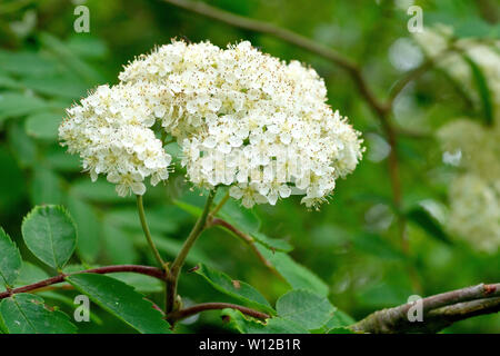 Rowan or Mountain Ash (sorbus aucuparia), close up showing the white flowers in spring. Stock Photo