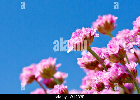 Thrift or Sea Pink (armeria maritima), close up of a cluster of flowers against a blue sky. Stock Photo