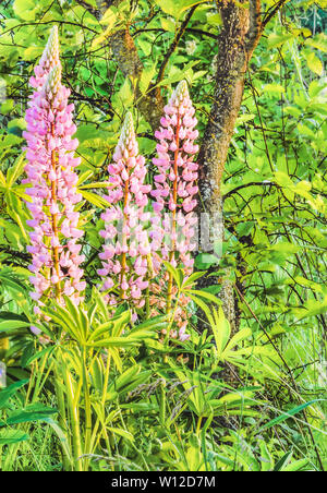 Lupinus, lupin, lupine field with pink purple and blue flowers. Bunch of lupines summer flower background. Stock Photo