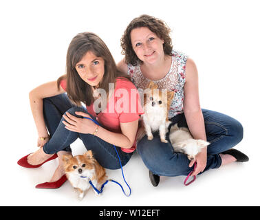 little chihuahuas and women in front of white background Stock Photo