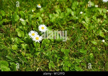 Beautiful close up shot of three daisies in green lawn during spring Stock Photo
