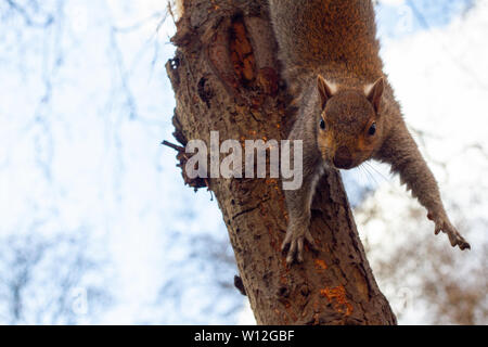 A surprised squirrel hanging upside down from a tree Stock Photo