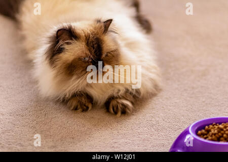 A long haired blue eyed seal point himalayan cat laying on the floor Stock Photo