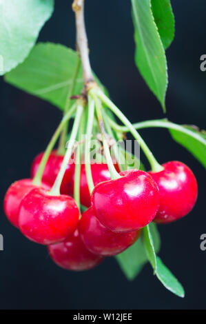 Fresh sour cherries on a black background Stock Photo