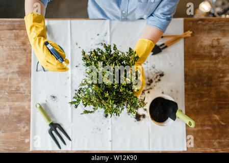 Young woman in gloves sprays home plants, top view Stock Photo