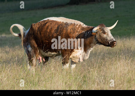 A graceful English Longhorn cow in Panshanger Park, Hertford, UK - a picturesque countryside. Stock Photo