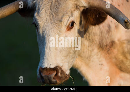 English Longhorn cow in Panshanger Park, Hertford, UK Stock Photo