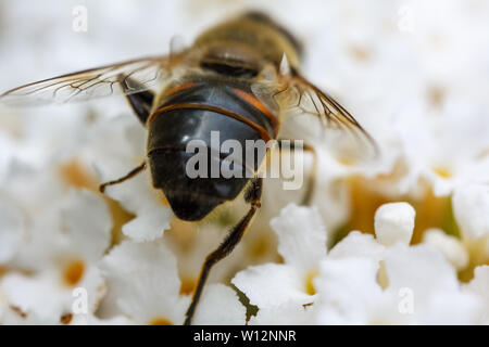 A bee walking across white flowers Stock Photo