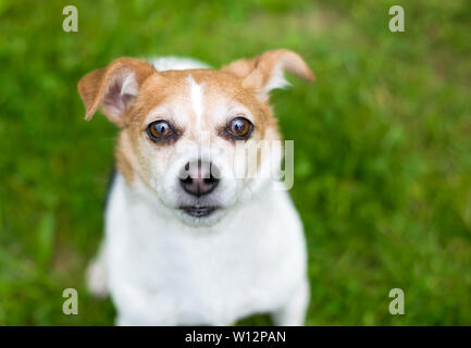 A cute Jack Russell Terrier mixed breed dog looking up at the camera Stock Photo