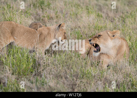 Lioness warning cubs Stock Photo