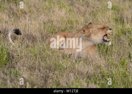 Lioness snarling Stock Photo