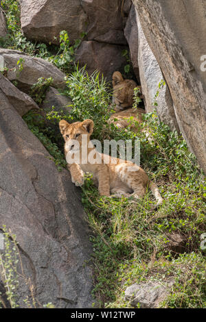 Tanzania Serengeti N P kopje rocks lion panthera leo Stock Photo - Alamy