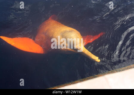 Red boto - Amazonas - Brazil Stock Photo