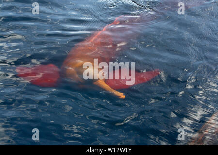 Red boto - Amazonas - Brazil Stock Photo