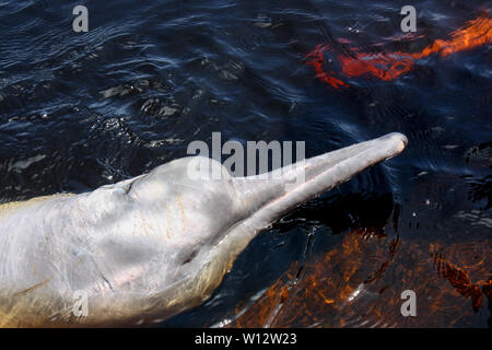 Red boto - Amazonas - Brazil Stock Photo