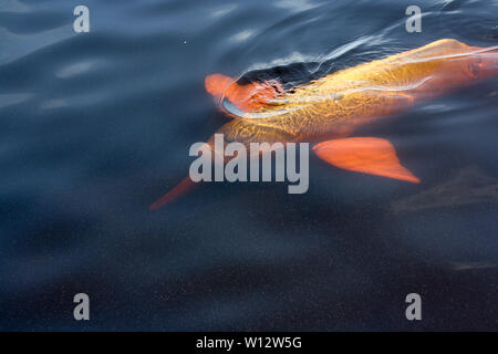 Red boto - Amazonas - Brazil Stock Photo