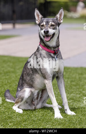 Miniature Siberian Husky Sitting. Stock Photo