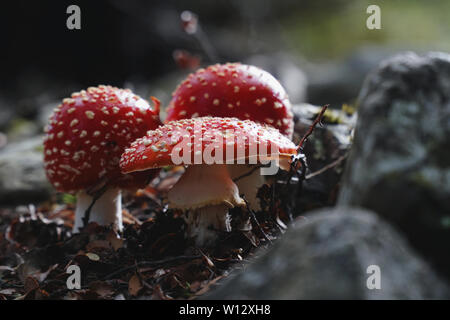 Close up of three Poisonous Mushrooms in a forest in New Zealand, fly agaric Stock Photo