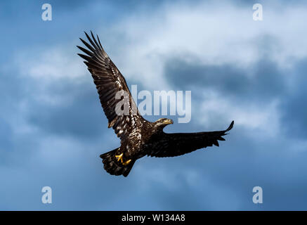 Bald eagles are not mature until they are 5 years old.  They don't have a white head and tale until they reach maturity. Stock Photo