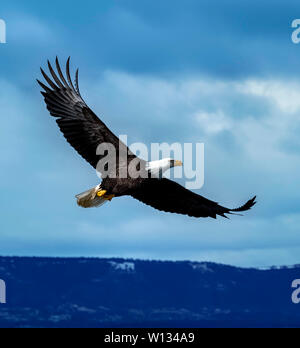 A Bald Eagle looking for food and flying near the Homer Spit on the Kenai Peninsula n Alaska.