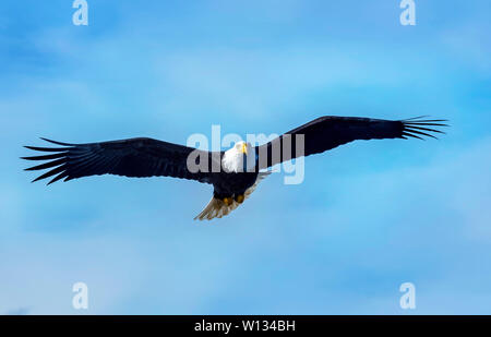 A Bald Eagle looking for food and flying near the Homer Spit on the Kenai Peninsula n Alaska. Stock Photo