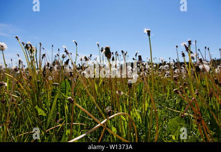 dandelion field in the summer that has withered Stock Photo