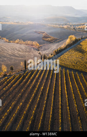 Autumn view of italian vineyards in golden orange colors at sunset. Drone aerial photo. Famous Tuscany hills in San Quirico D'Orcia, Italy. Winery agr