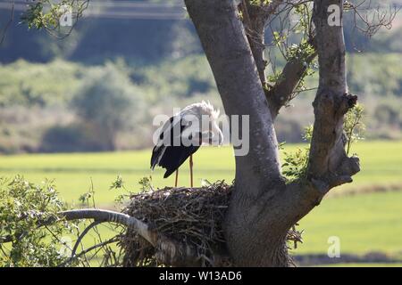 Samsun. 28th June, 2019. Photo taken on June 28, 2019 shows a stork in Kizilirmak Delta in Samsun, Turkey. The Kizilirmak Delta, which takes its name from the Kizilirmak River, is located in the Bafra district of northern Samsun province, where the river empties into the Black Sea. Moreover, the delta is one of the most prominent wetlands in Turkey and hosts many small and big lakes and various animal species. Credit: Qin Yanyang/Xinhua/Alamy Live News Stock Photo