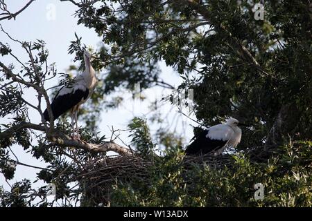 Samsun. 28th June, 2019. Photo taken on June 28, 2019 shows storks in Kizilirmak Delta in Samsun, Turkey. The Kizilirmak Delta, which takes its name from the Kizilirmak River, is located in the Bafra district of northern Samsun province, where the river empties into the Black Sea. Moreover, the delta is one of the most prominent wetlands in Turkey and hosts many small and big lakes and various animal species. Credit: Qin Yanyang/Xinhua/Alamy Live News Stock Photo