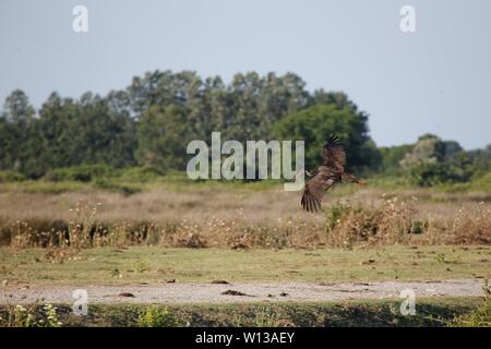 Samsun. 28th June, 2019. Photo taken on June 28, 2019 shows a black stork in Kizilirmak Delta in Samsun, Turkey. The Kizilirmak Delta, which takes its name from the Kizilirmak River, is located in the Bafra district of northern Samsun province, where the river empties into the Black Sea. Moreover, the delta is one of the most prominent wetlands in Turkey and hosts many small and big lakes and various animal species. Credit: Qin Yanyang/Xinhua/Alamy Live News Stock Photo