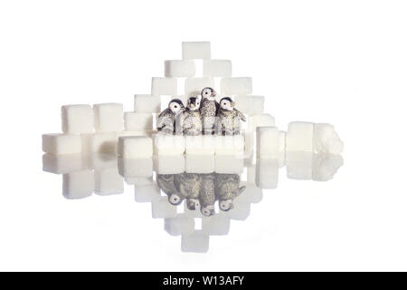 Creative filming cubes and penguins Stock Photo