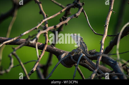 Chameleon sitting on tree branch Stock Photo