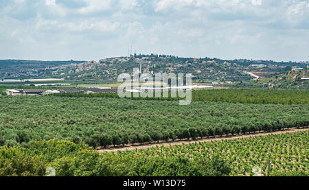 orchards and vineyards of kibbutz magal in the foreground with the Palestinian town of Zeita in the background Stock Photo
