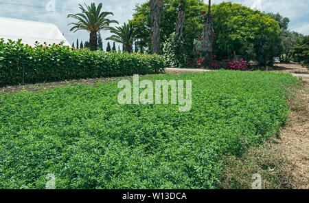 a drip irrigation research test field of alfalfa on kibbutz magal in central israel with palm trees and an orchard in the background Stock Photo